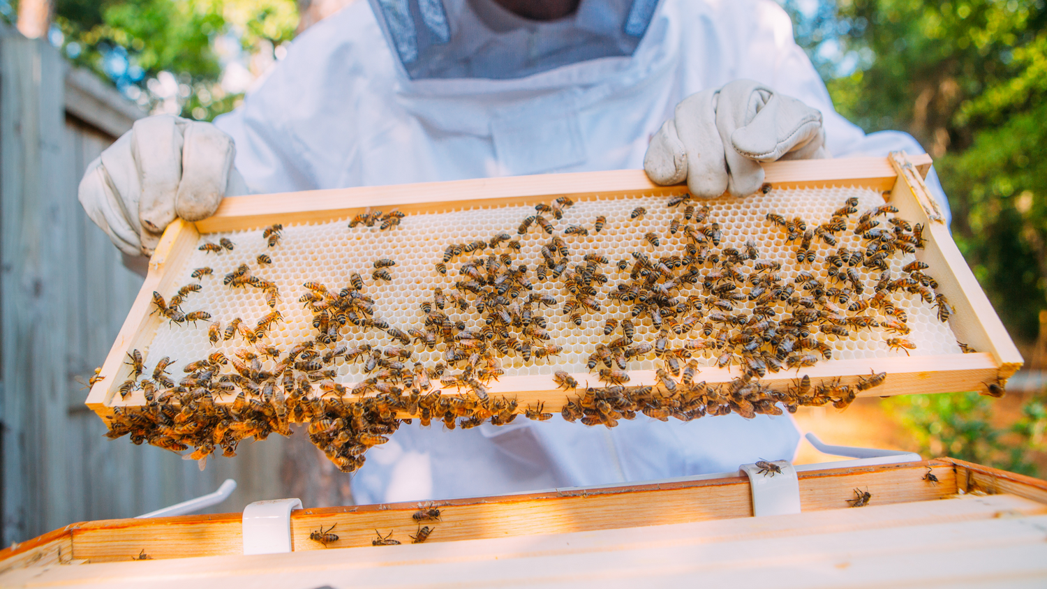 Bienengift: Sichere Gewinnung mit unseren fleißigen Helfern