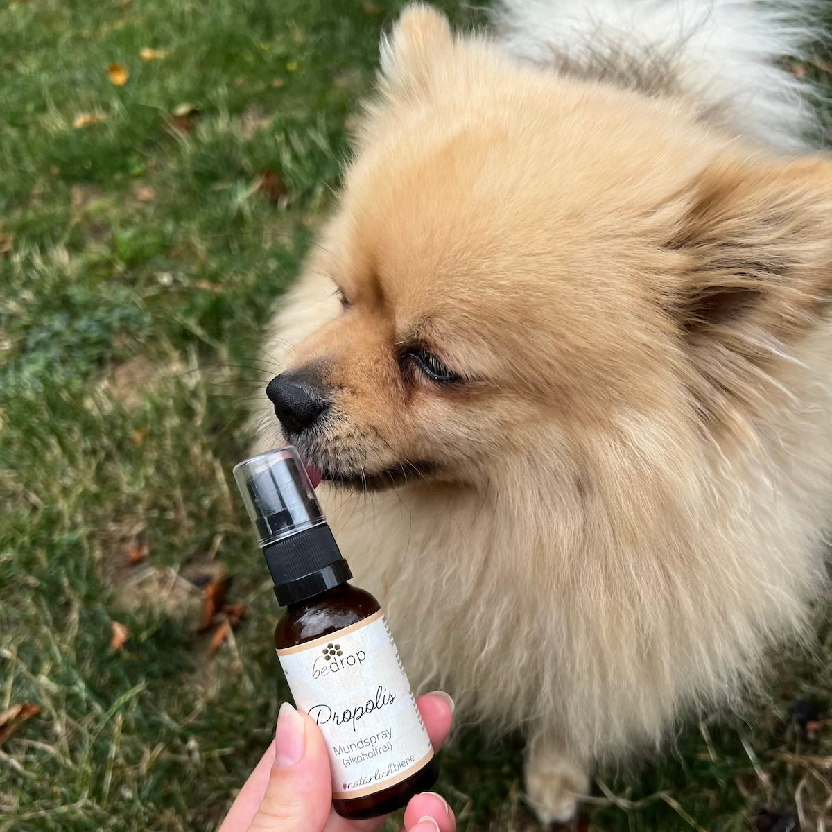 Animal Set | Propolis Spray (alcohol-free) & Manuka Honey MGO 500+